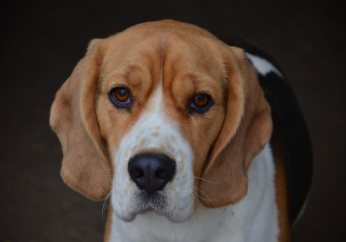 Nederlandse naam beagle: leuke ideeën voor je hond