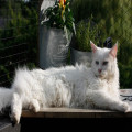 Salvia giftig voor katten? Dit moet je weten